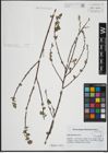 Foto von Salix atrocinerea Brot.